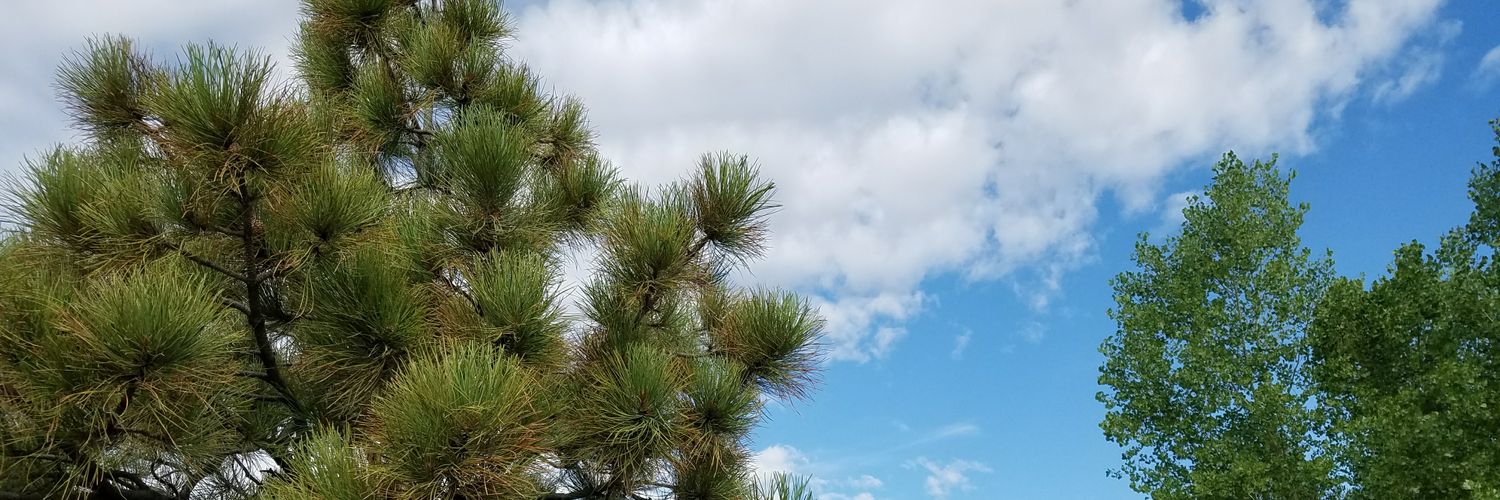 steffblackstock's profile banner image