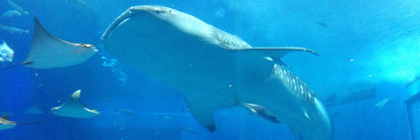 hirotanCoin Profile Banner