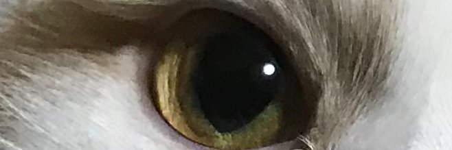 Tanukichi アンチ🦘 🍌🍅👼👿 banner