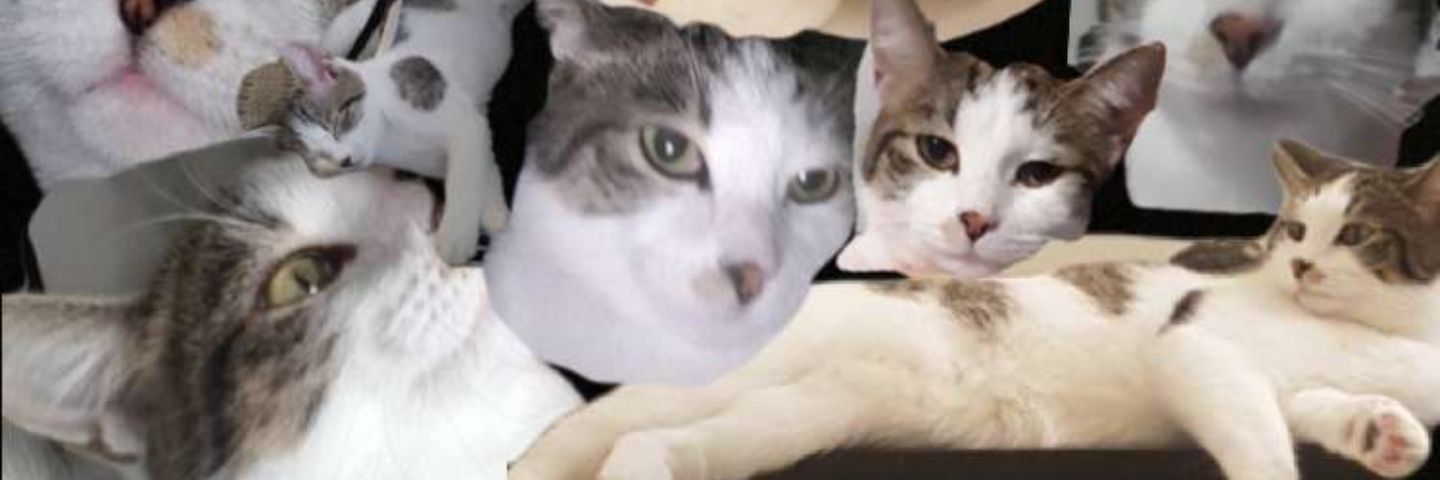 Tatertotsok's profile banner image