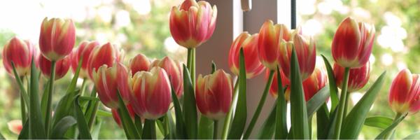 suedotlee Profile Banner