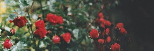 puriidade's profile banner image