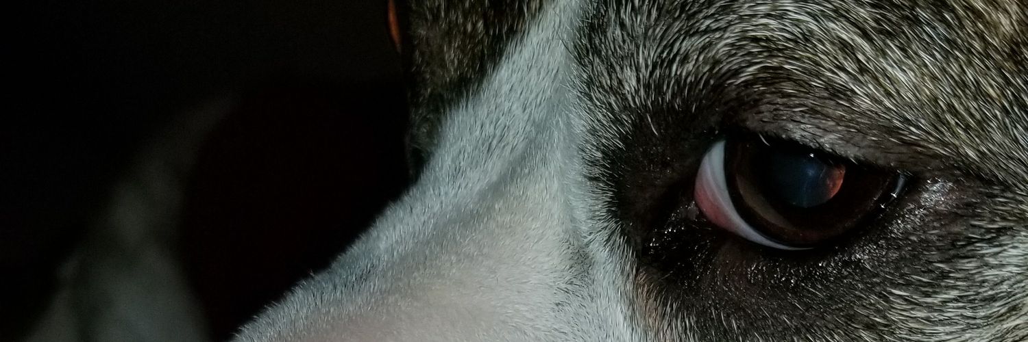 PiFFGawd's profile banner image