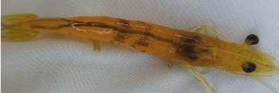 Jaime Galarza banner