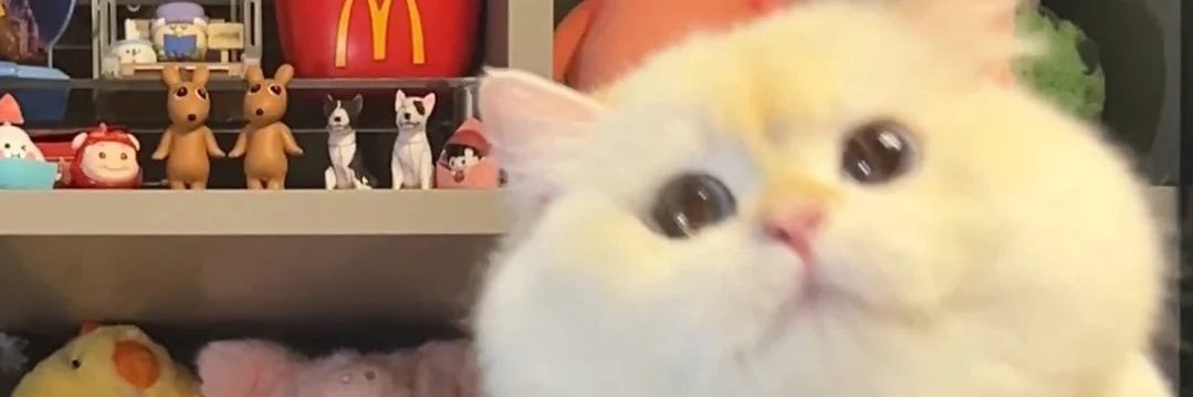 hazzy banner
