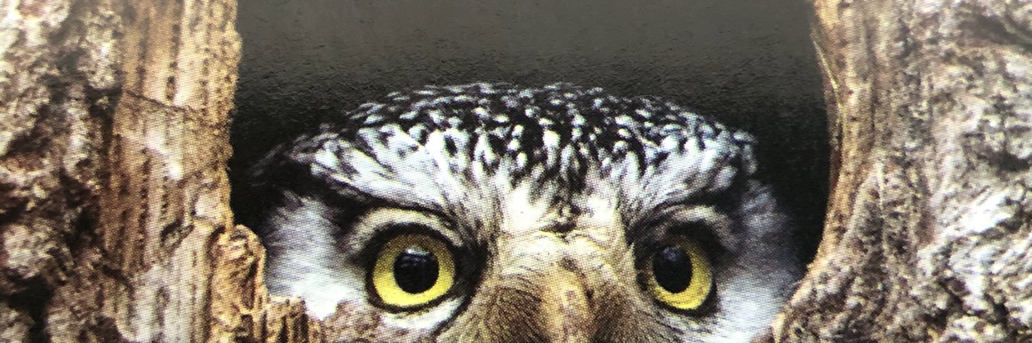 SebatTeker's profile banner image