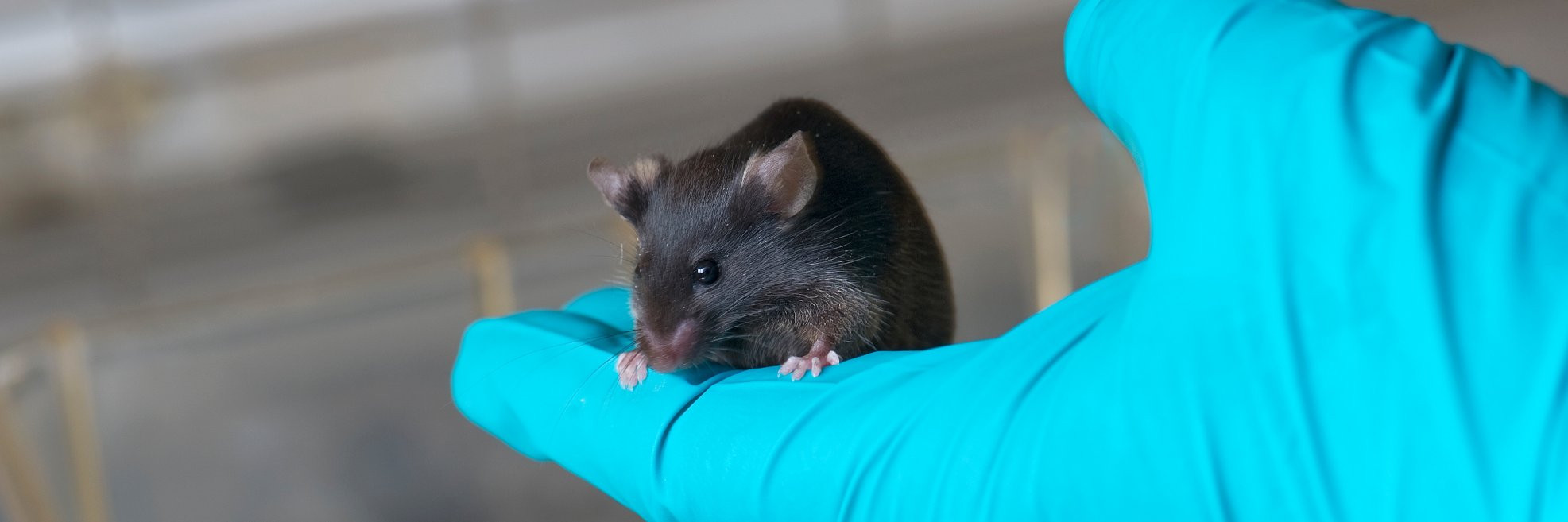 Animal Research Tomorrow's banner