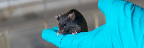 BaselDec Profile Banner