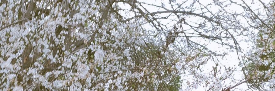 Nidia Martin Mas banner
