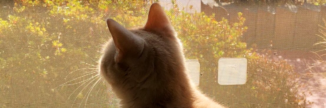 WhichWant's profile banner image