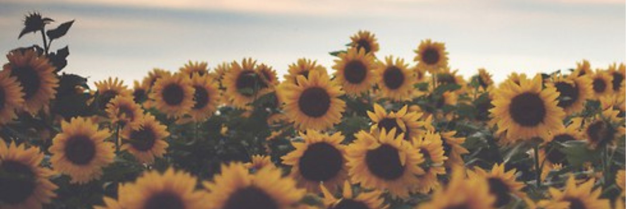 Sasha Brietzke banner