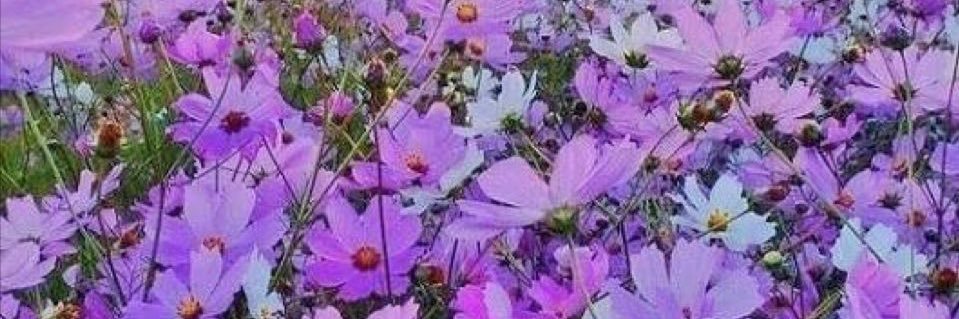 فََٓطُوم🙋🏼‍♀️💜 banner