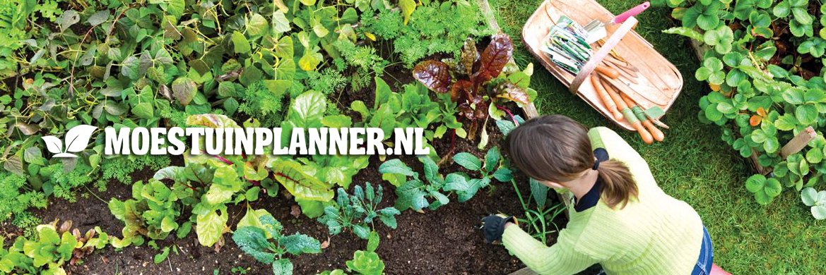moestuinplan's profile banner image