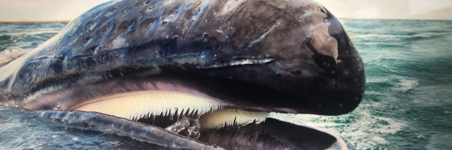 cryptowhales banner