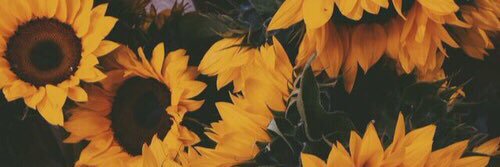 VioletRain182's profile banner image