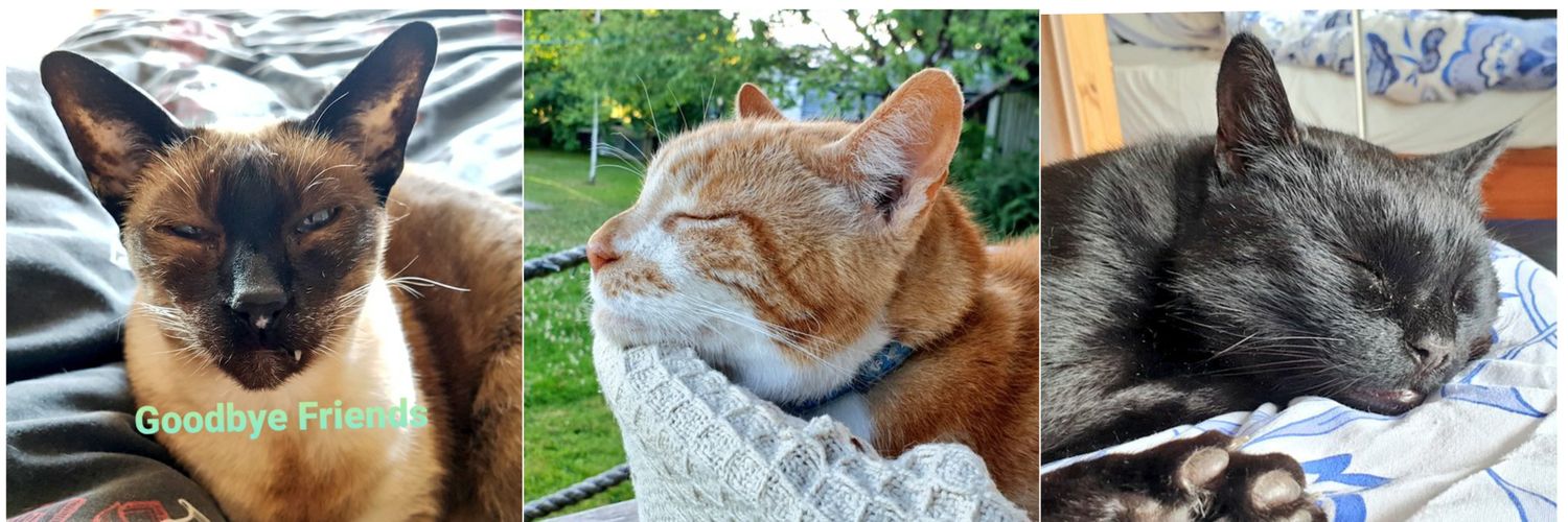 Dolly, Jaffa & Bob banner