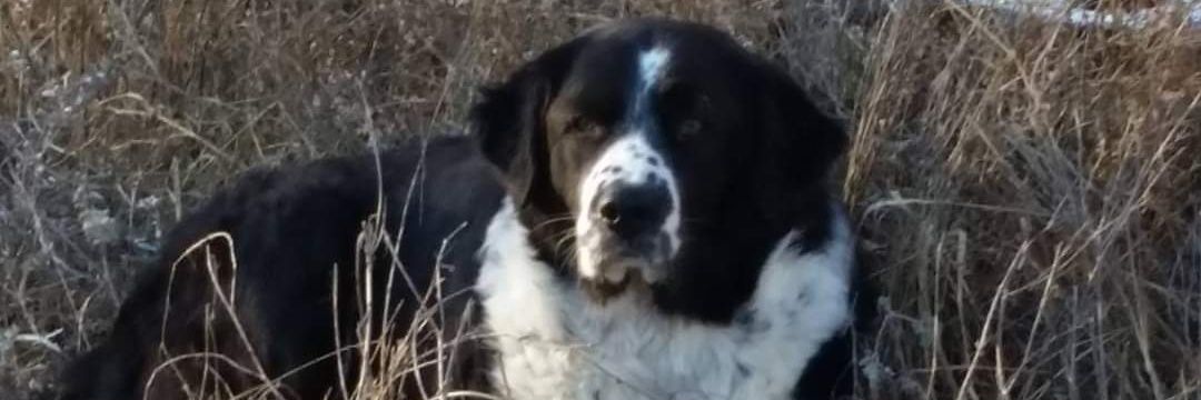 The Fabulous 4 banner