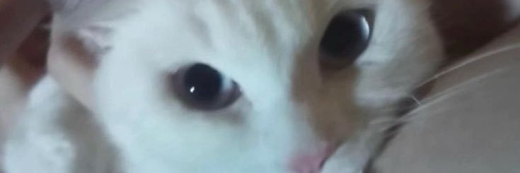 errotirc's profile banner image