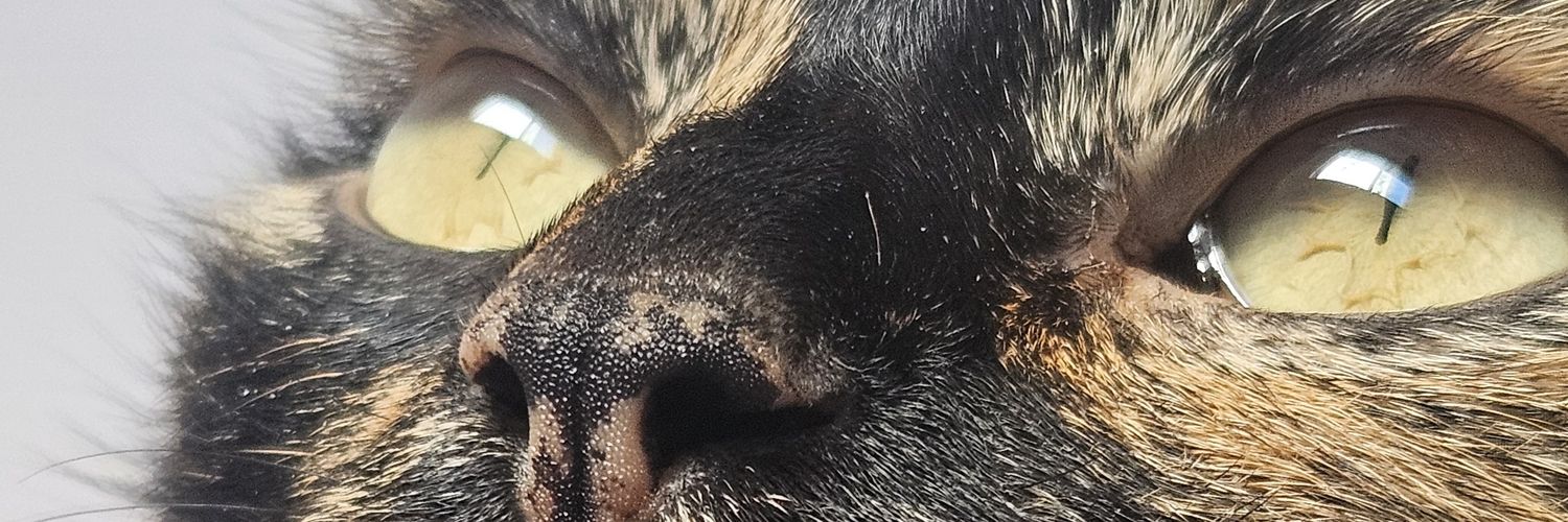 colifadreiling's profile banner image