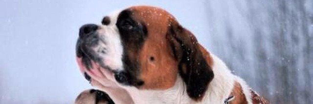 CentralAnimals's profile banner image
