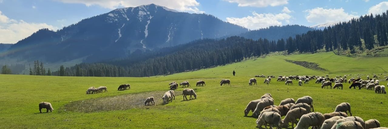 Directorate Of Sheep Husbandry Kashmir banner