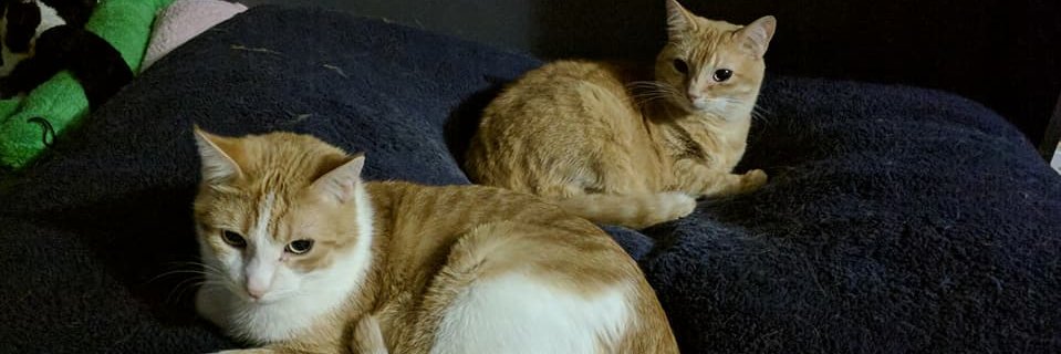 Perendizzle's profile banner image