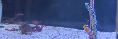 ただのもも banner