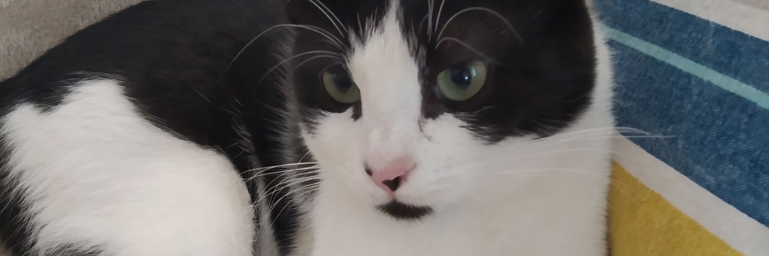 fipmisha's profile banner image
