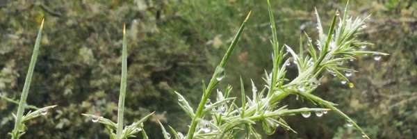 chuzodepunta Profile Banner