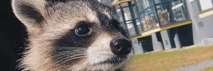 EdsonCoon's profile banner image