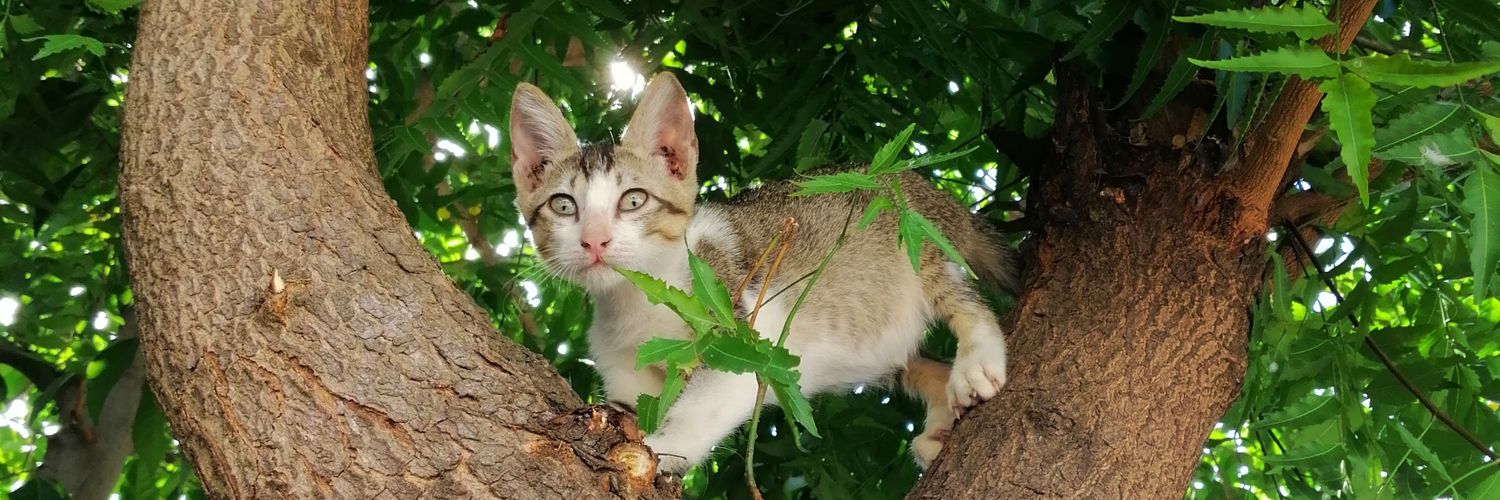 MauruMeow's profile banner image