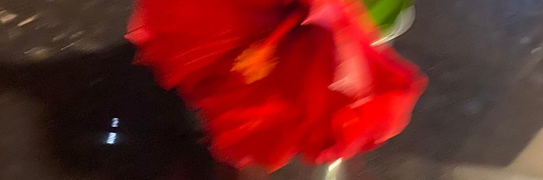 CarulloLiz's profile banner image