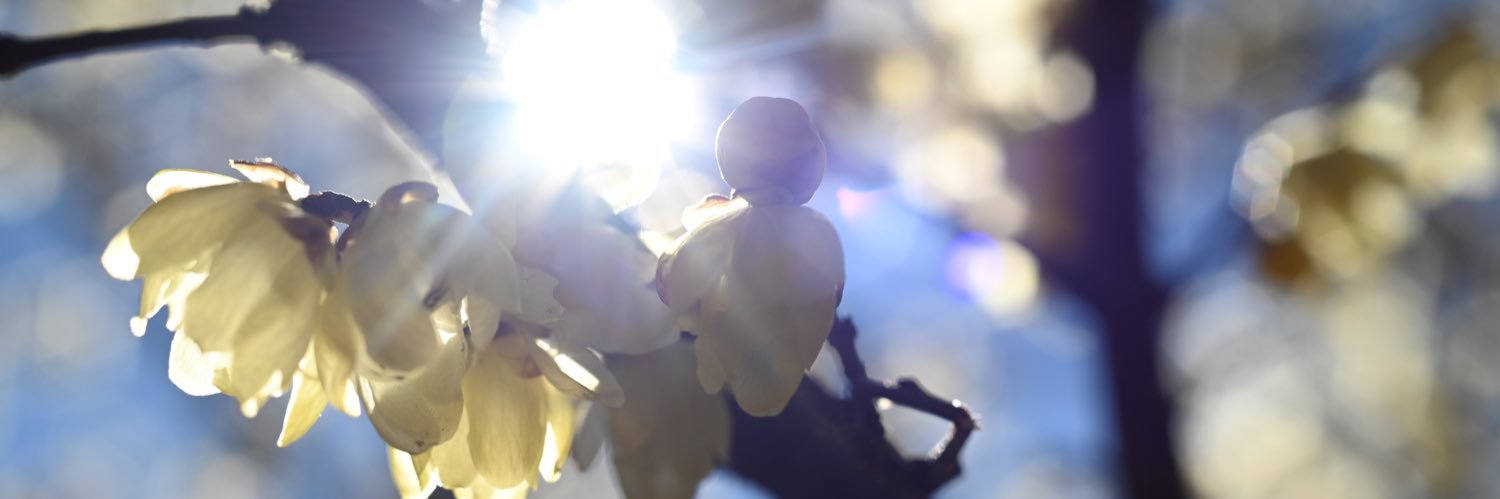 Ban-Chan(＠魚61匹/@SKN61/＠いつも深い翳り/@祐史桜) banner