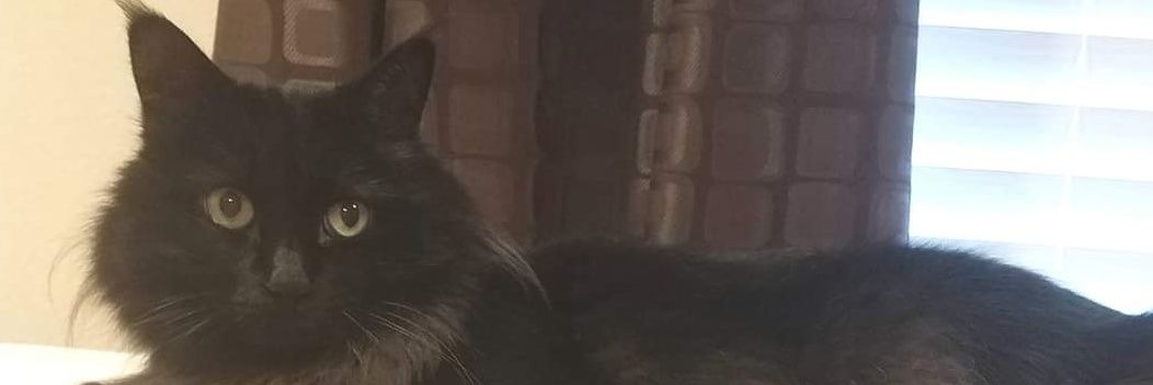 Gigi's banner