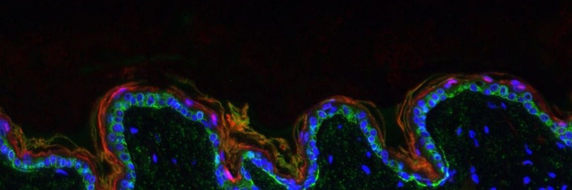Aznar-Benitah Lab's banner