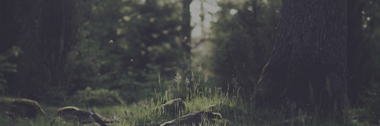 PavelTlapak's profile banner image