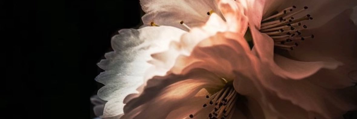 muffinstop1's profile banner image