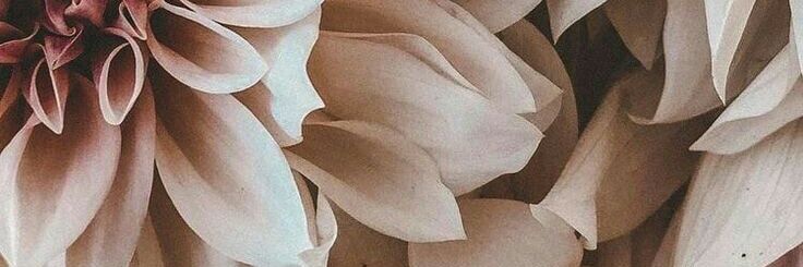 preciousmotale's profile banner image