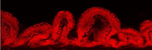 Macarena Siri banner