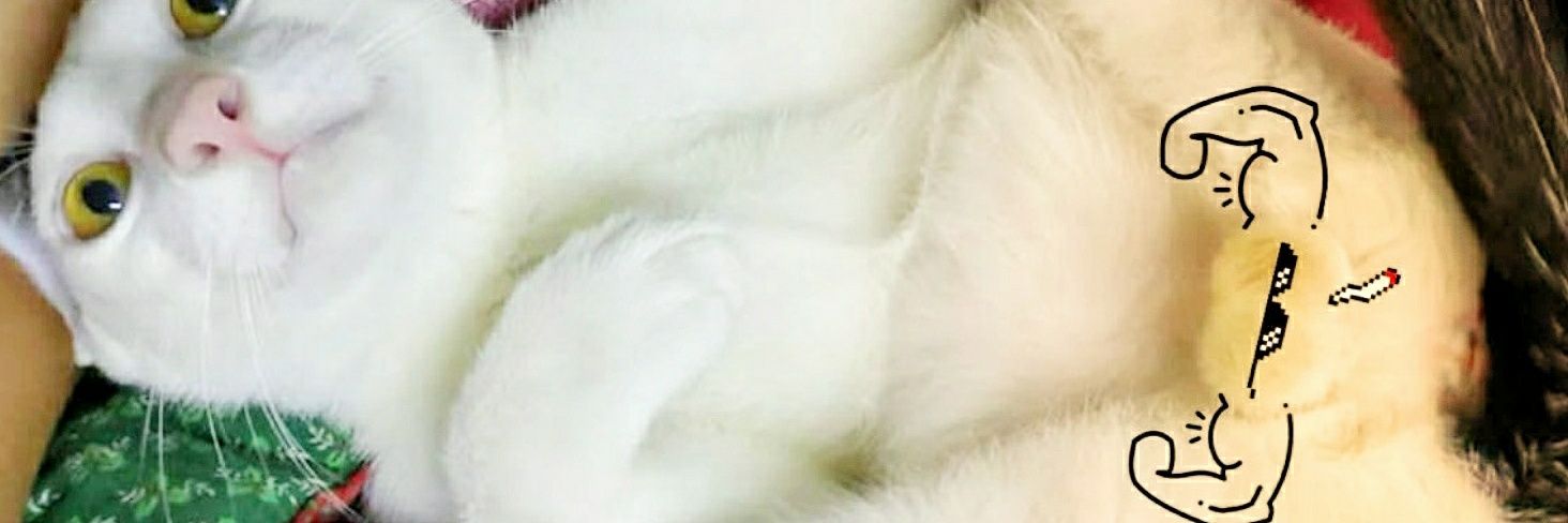 ALICE in DECENTRALAND ❤️Memecoin 🌸 banner