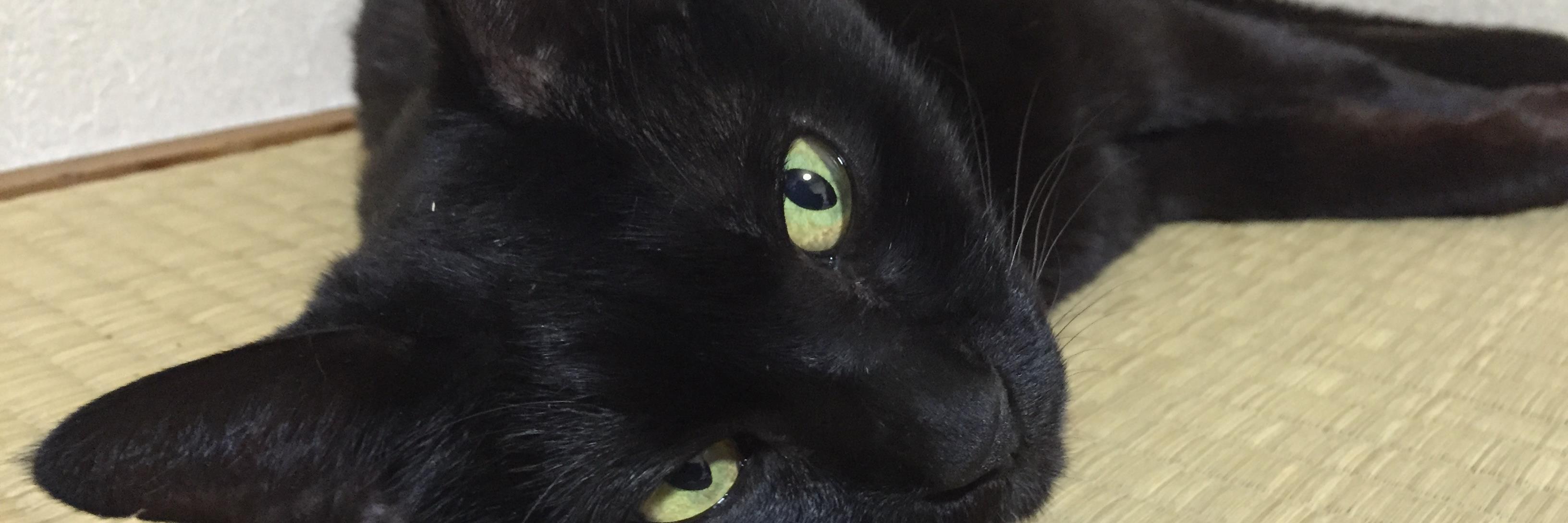 bonohit's profile banner image