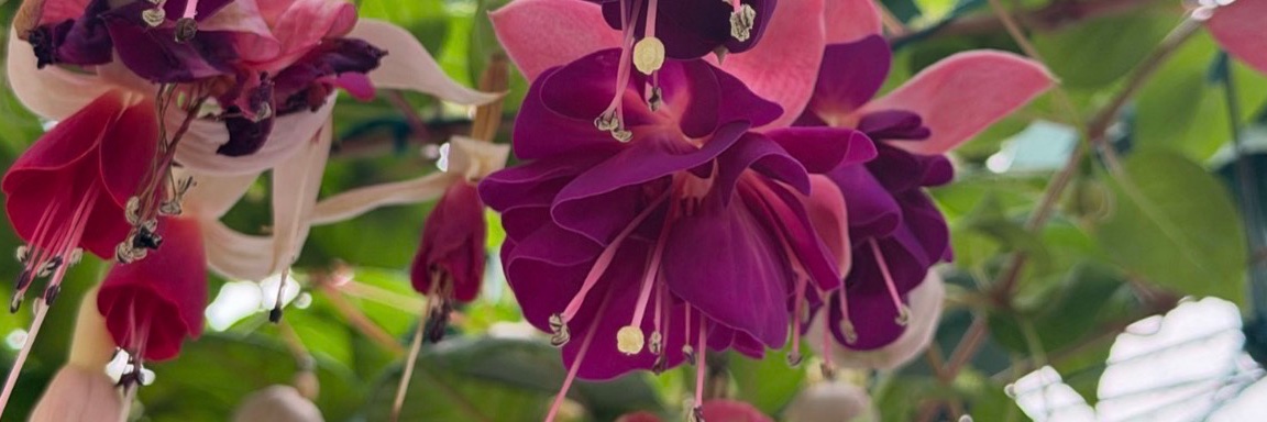 Sarah_c1223's profile banner image