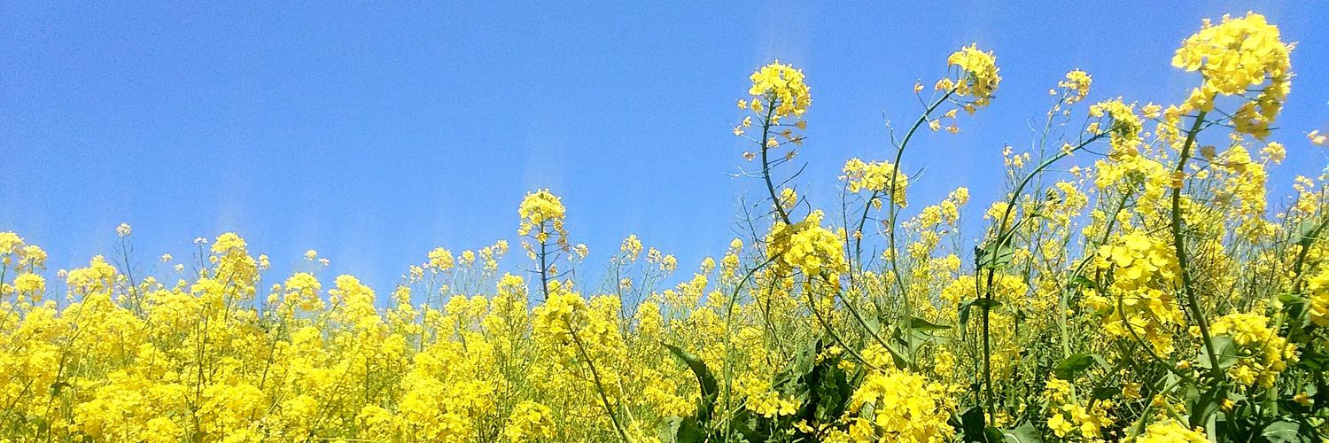 野村 せつ子 banner