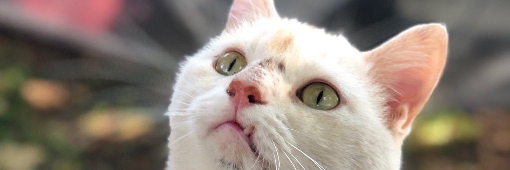 P_Cat777's profile banner image