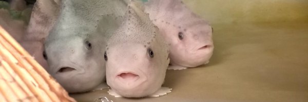 MHoraud Profile Banner
