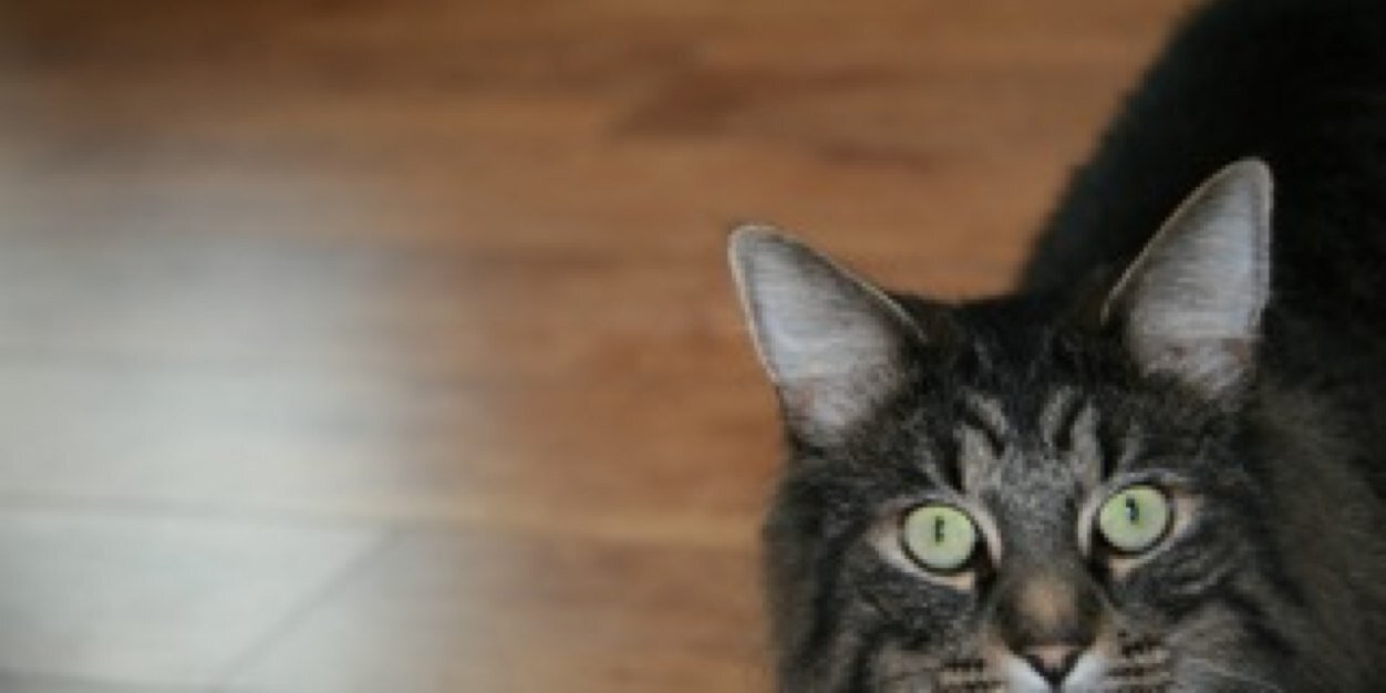 livewith_iphone's profile banner image