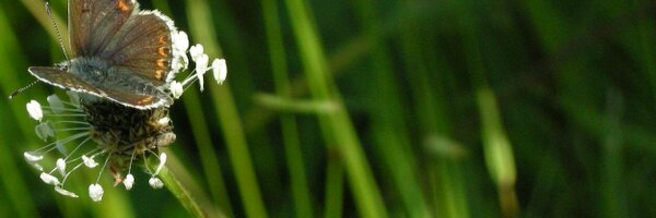 WarrenBirding Profile Banner
