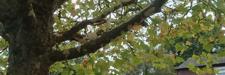 Scara_29's profile banner image