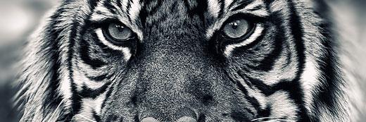 HungryLushLion's profile banner image