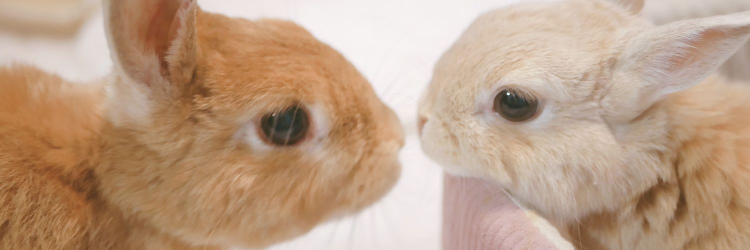 うさぎのひのき🌳 Hinoki bunny's banner
